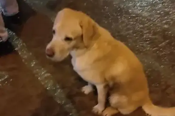 Найдена собака, Липецк, фото: Найдена собака, проспект 60 лет СССР, 33, Липецк - крупная светлого окраса