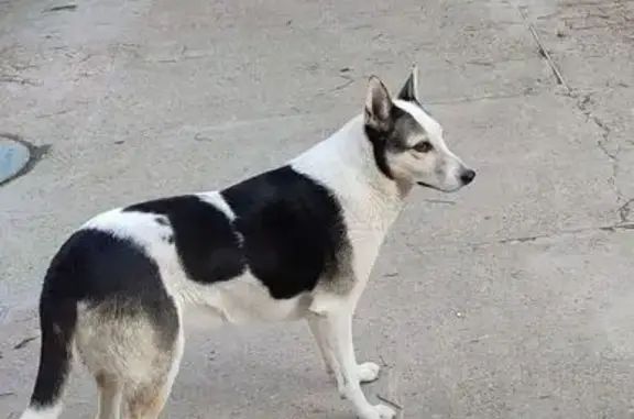 Пропала собака, Близкая улица, Новороссийск - черно-белый окрас с пятном в виде сердца - photo