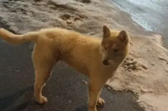 Найдена собака, Солнечногорск, фото: Найден собака, переулок Механизаторов, 4, Солнечногорск - дрессированный мальчик