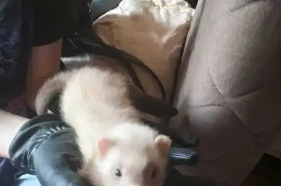 Потерянные животные Саратов, фото: Пропал хорек, женский, Малая Затонская улица, 45, Саратов - серо-коричневый