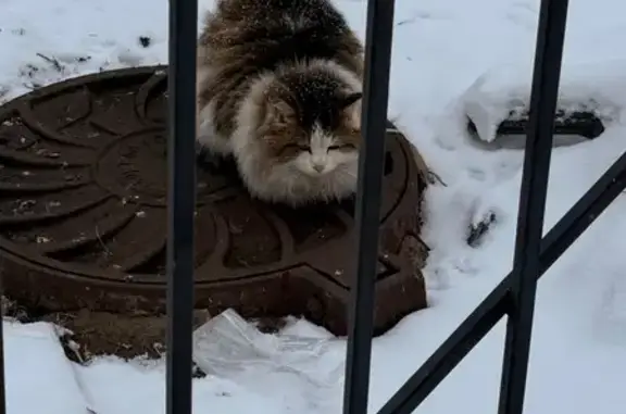 Найдена кошка, Екатеринбург, фото: Найдена кошка, Союзная улица, 6, Екатеринбург - вроде домашний