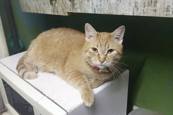 Найдена кошка, Калачёво, фото: Найдена кошка, Калачево, Ивановская область - рыжий, кастрированный