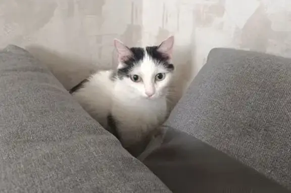 Найденные животные Красноярск, фото: Найдена кошка, улица Молокова, Красноярск - белая с черными пятнами