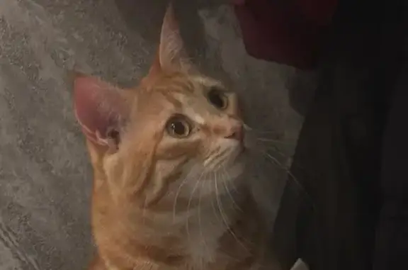 Пропал кот, улица Воронова, 14/5, Красноярск - выбежал из квартиры - photo