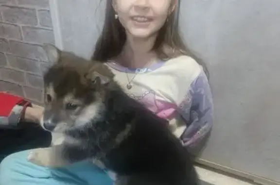 Пропал собака, улица Путейцев, 34, Серов - крупный упитанный, зовут Арчи - photo