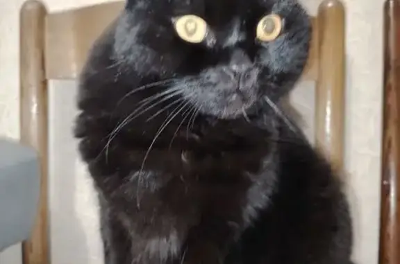 Найдена кошка, Воронеж, фото: Найден кот, Беломорская улица, 44, Воронеж - воспитан и ласковый