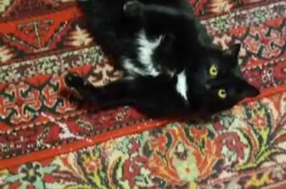 Пропал кот, 2-я Калужская улица, Кемерово - коричневый на солнце, чёрный - photo