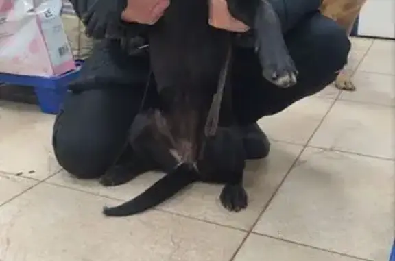 Найдена собака, Краснодар, фото: Найдена собака, женский пол, Домбайская улица, 55 к6, Краснодар - чёрный соляной окрас