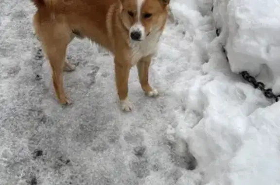 Найдена собака, Химки, фото: Найден собака, Химки, Московская область - рыжая с белыми пятнами