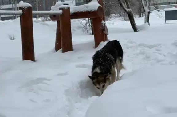 Найденные животные Чебоксары, фото: Найден собака, проспект Ивана Яковлева, Чебоксары - хромает на заднюю лапу