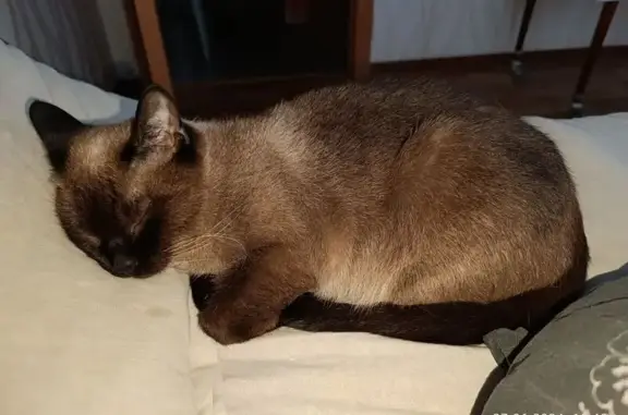 Пропала кошка, улица Волгина, 130, Самара - белые пятнышки на задних лапках - photo