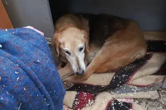 Найдена собака, Болтино, фото: Найдена собака, Болтино, Московская область - худая и хромая девочка