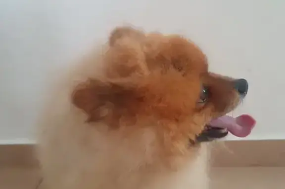 Найденные животные Чебоксары, фото: Найден собака, улица Олега Кошевого, Чебоксары - мальчик шпиц