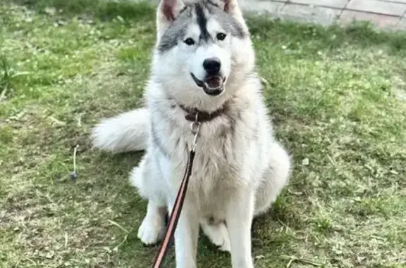 Пропал собака, Центральная улица, 30, Ступино - ушёл через общий забор - photo