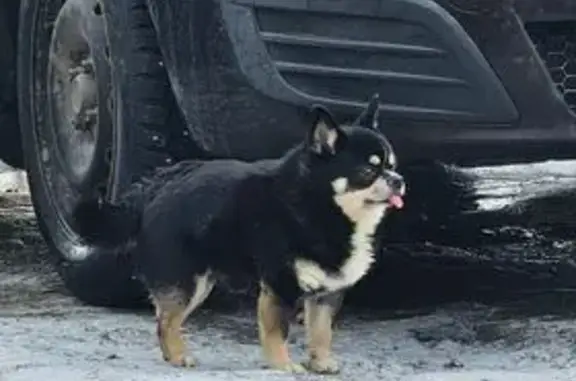 Объявления о пропавших и найденных животных, Санкт-Петербург, фото: Найдена собака, Лесной проспект, Санкт-Петербург - не пугливая, но не подходит близко