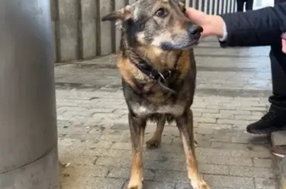 Найдена собака, Москва, фото: Найден собака, Ходынский бульвар, Москва - черно-рыжий мальчик