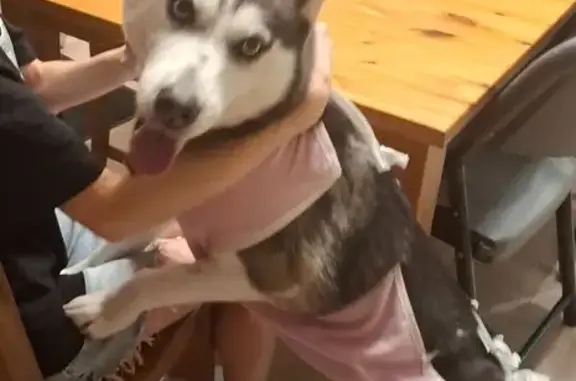 Пропала собака, Центральная улица, 30, Ступино - убежала с другом Вольфом - photo