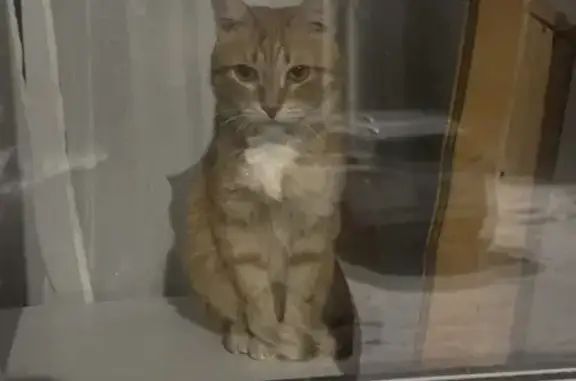 Объявления о пропавших и найденных животных, Салават, фото: Пропал кот, Ленинградская улица, 93А, Салават - откликается на имя Рыжик