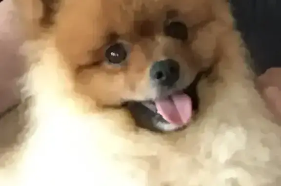 Пропал собака, Чебоксары, Чувашия - шпиц по кличке Сема - photo