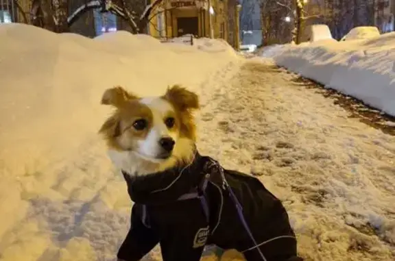 Пропала собака, женский пол, улица Грабина, 30, Королёв - photo