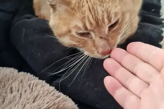 Найдена кошка, район Коммунарка, фото: Найден кот, район Коммунарка, Москва - похож на мейн-куна