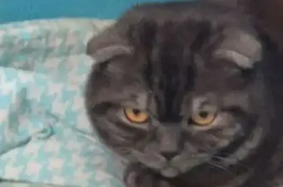 Найдена кошка, Челябинск, фото: Найдена кошка, улица Сулимова, 94В, Челябинск - вислоухий шотландец