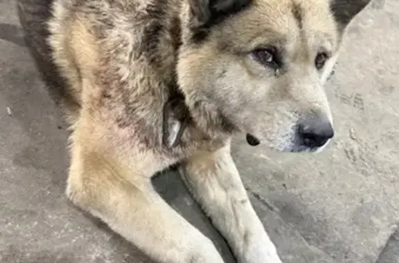 Найдена собака, Айша, фото: Найден собака, мужской, Озёрная улица, 1А, Айша - похож на хаски