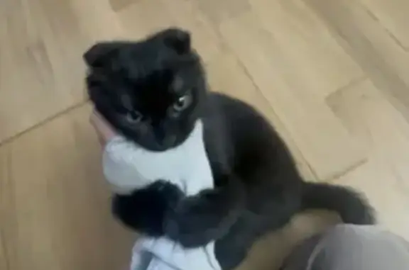 Пропал кот, Дагестанская улица, 96, Каспийск - вислоухий и игривый - photo