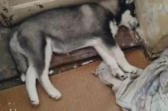 Пропал собака, Камерный переулок, 50, Омск - белодымчатый окрас - photo