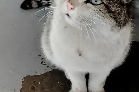Найдена кошка, улица Тельмана, 185, Иркутск - хвост полосатый - photo