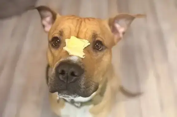 Пропал собака, улица Ленина, 13, Красноуральск - стаффорд мальчик с бело-рыжей расцветкой - photo