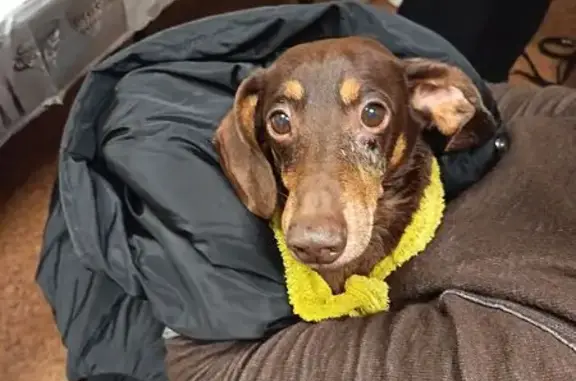 Найдена собака, Выборг, фото: Найдена собака, улица Сухова, Выборг - такса с блестящей шерстью