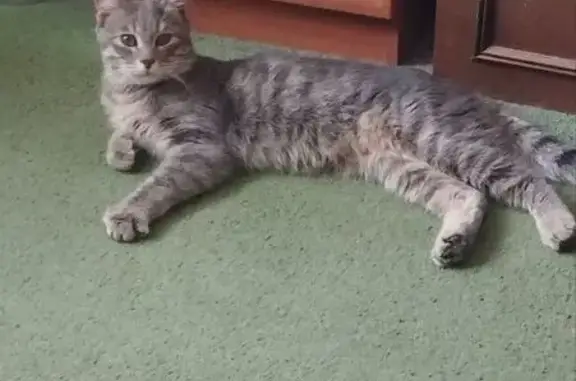 Найденные животные Волгоград, фото: Найдена кошка, улица Канунникова, Волгоград - серенький полосатый мальчик