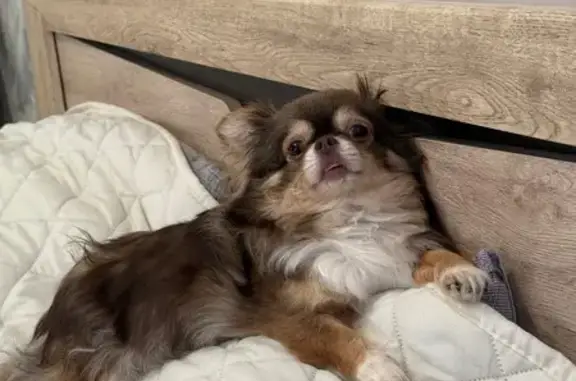 Потерянные животные Родниковское, фото: Пропала собака, Казань