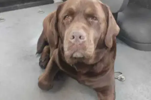 Найдена собака, Казань, фото: Найден собака, улица Несмелова, 7, Казань - шоколадный лабрадор с черным ошейником