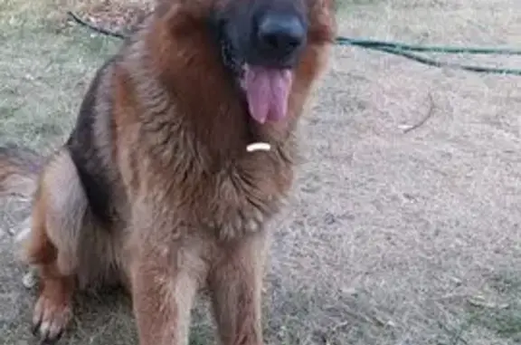 Пропал собака, Советская улица, Навашино - немецкая овчарка - photo