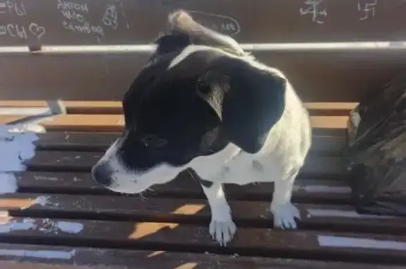 Найдена собака, Иркутск, фото: Найдена собака с ошейником, Пулковский переулок, 24, Иркутск