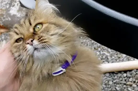 Пропал кот, район Поле чудес, ул. Тимирязева, Семилуки - сибирская кошка, кастрирован - photo