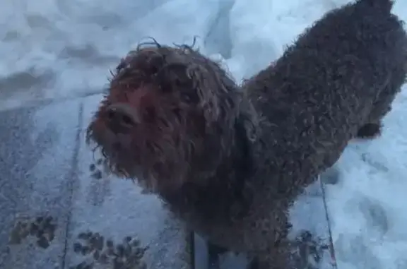 Найдена собака, Москва, фото: Найден собака, Тимоново, городской округ Солнечногорск