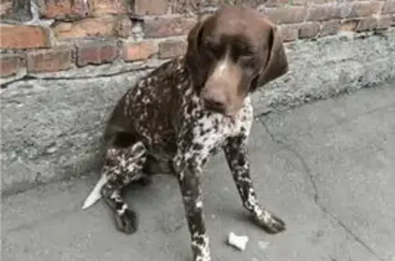 Пропала собака, Краснознамённый переулок, Новороссийск - белый хвост и коричневый ошейник - photo