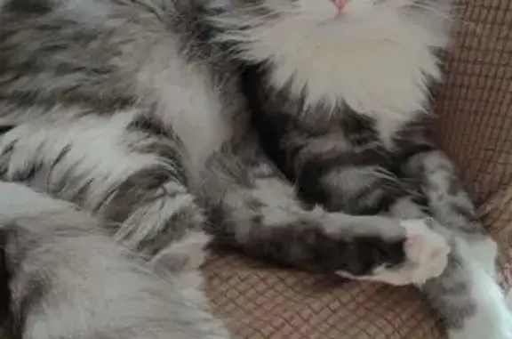 Найден кот, улица Будённого, Краснодар - серо-белый, пушистый хвост - photo