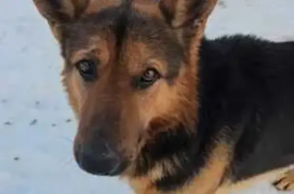 Найден собака, Пилички, Смоленская область - крупный и дружелюбный - photo