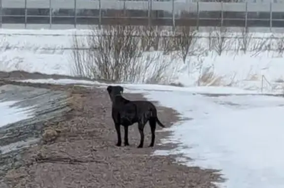 Найдена собака, Пушкин, фото: Найдена собака, Детскосельский бульвар, Пушкин - чёрный с коричневыми полосами