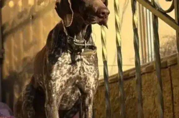 Найдена собака, Новороссийск, фото: Найдена собака, Новороссийск, Краснодарский край - забежала ночью