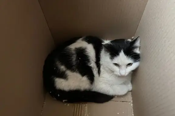 Найдена кошка, Москва, фото: Найдена кошка, улица Сергея Эйзенштейна, Москва - черно-белая