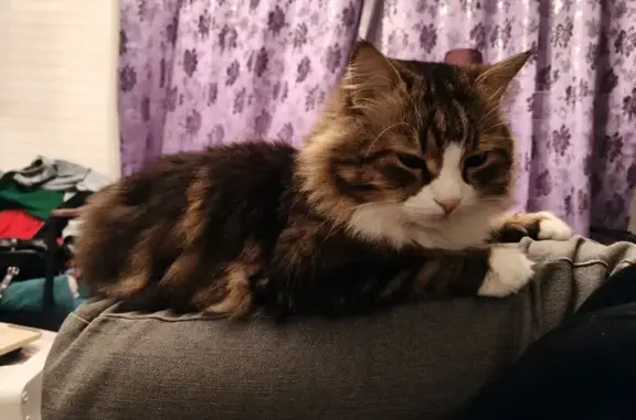 Пропал кот, Новогиреевская улица, 8 к1, Москва - пушистый мраморный окрас - photo