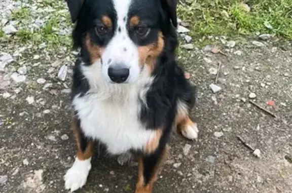 Пропала собака, Верхние Осельки, Ленинградская область - австралийская овчарка, 9 лет, слепая - photo