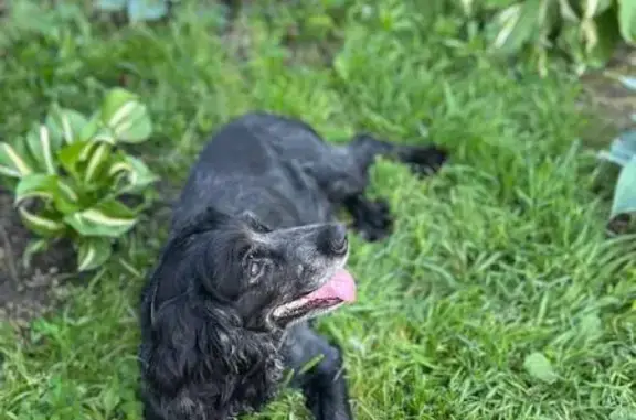 Пропала собака, Строительная улица, 4, Новоалтайск - русский спаниель, 12 лет - photo