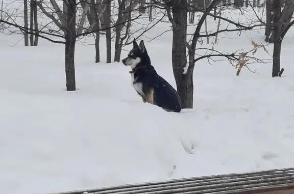 Найдена собака, Барнаул, фото: Найдена собака, улица Антона Петрова, 239, Барнаул - красный ошейник