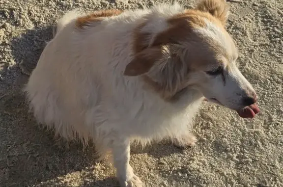 Найденные животные Мурманск, фото: Найдена собака, улица Радищева, 15, Мурманск - скулила и давала лапу